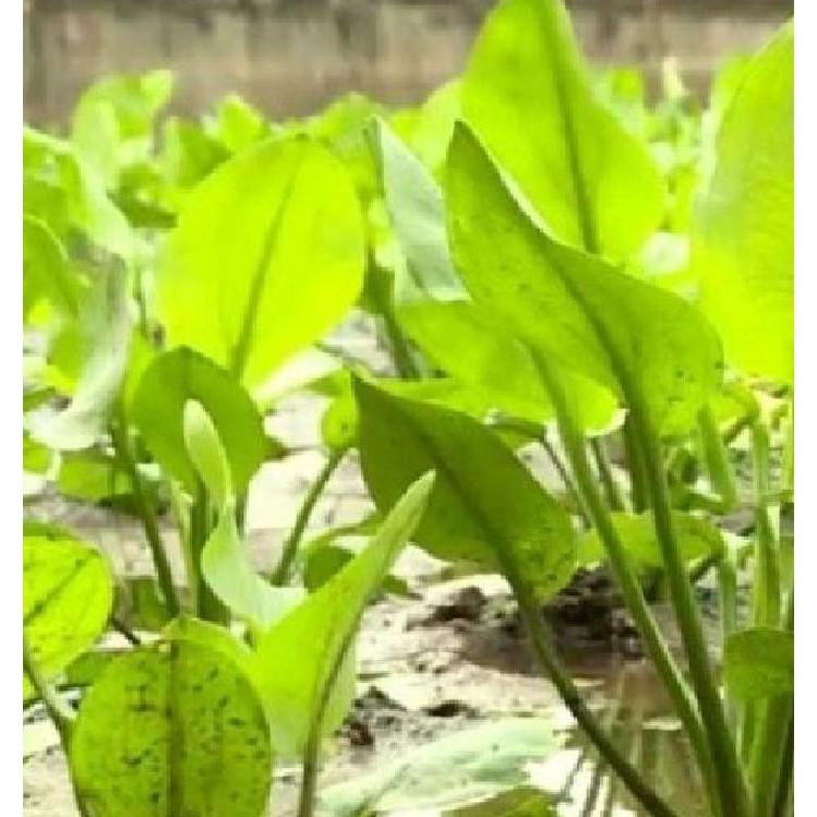 Hạt giống trạch tả - 50 hạt/gói
