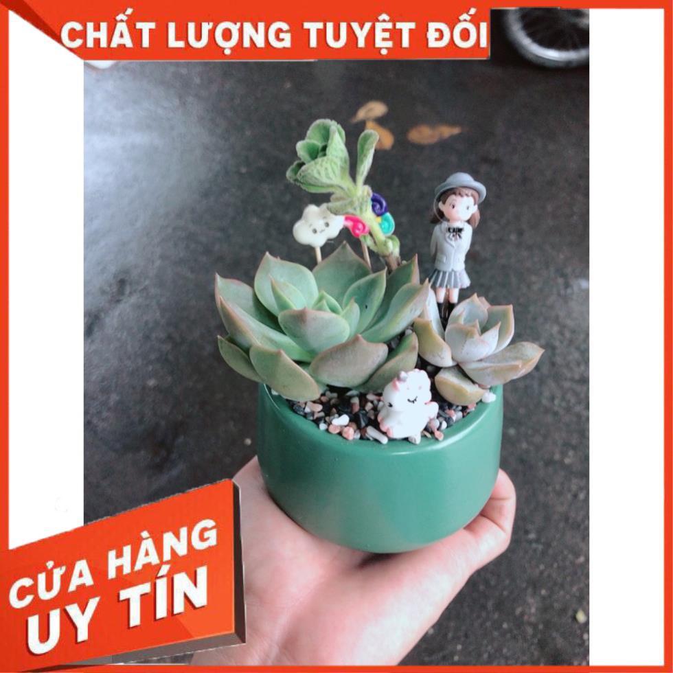 Chậu sen đá tiểu cảnh 3