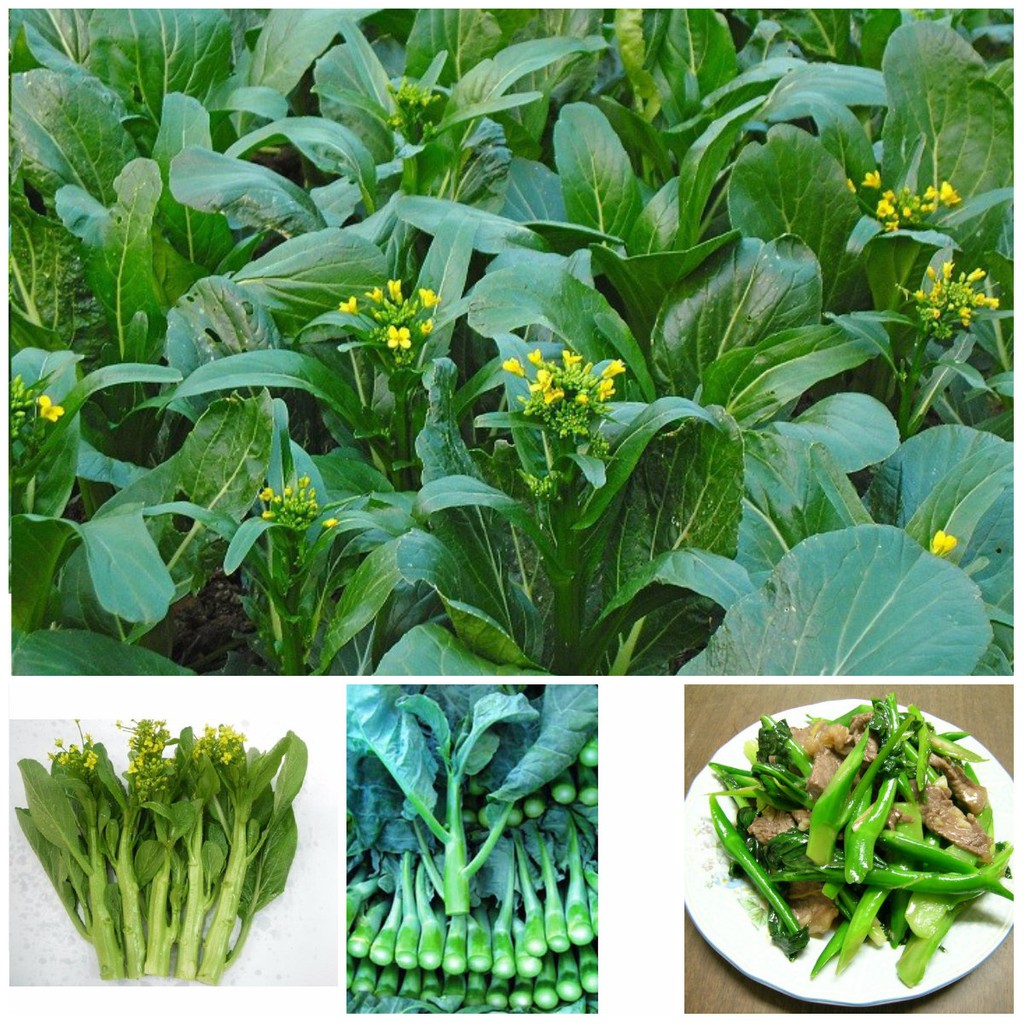 Hạt giống cải ngồng bông - cải ngọt ăn bông gói 20g VTS30