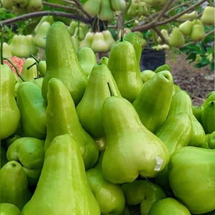 Cây giống mận xanh đường