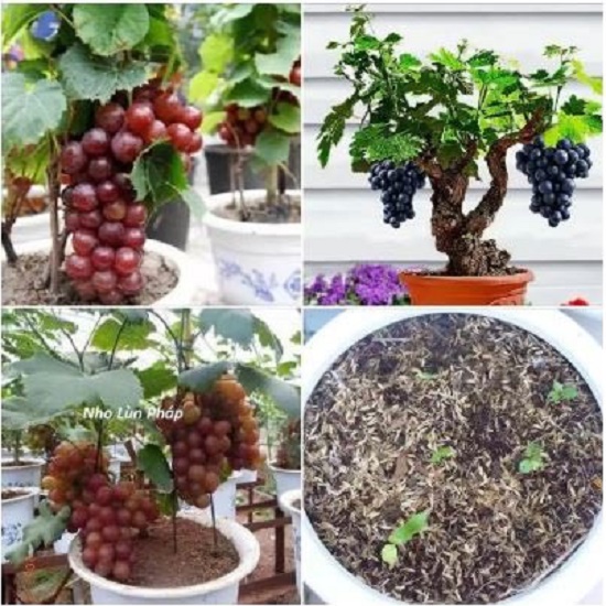 Hạt Giống Nho Lùn Pháp F1 - Nho Lùn Siêu Quả 4 Mùa - gói 10 Hạt