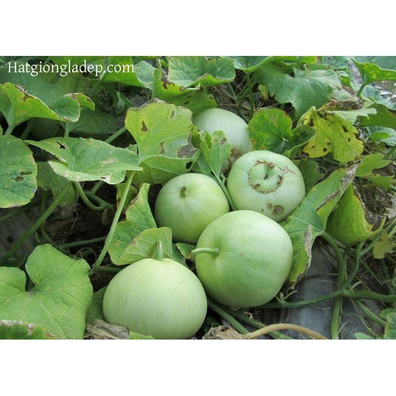 Hạt Giống Dưa Lê Siêu Ngọt F1 - 10 Hạt