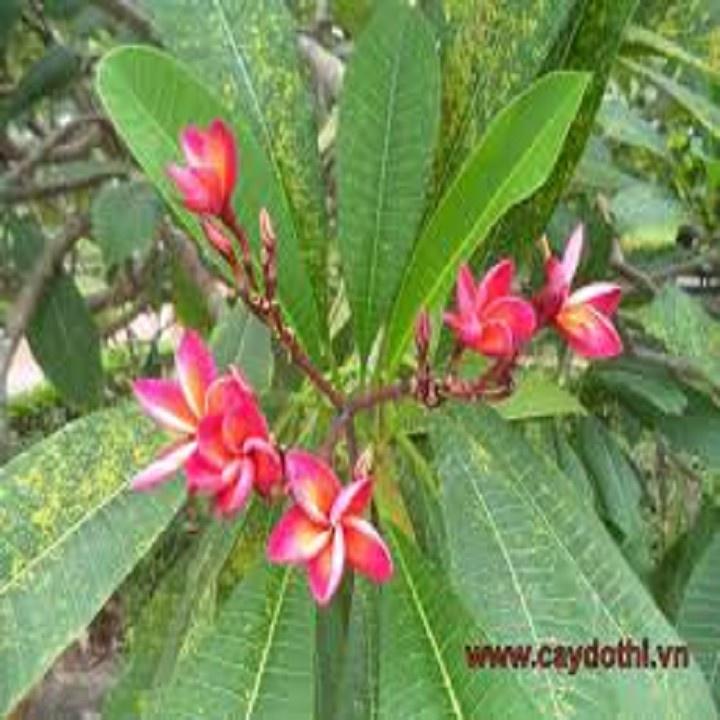 CÂY HOA ĐẠI ĐỎ