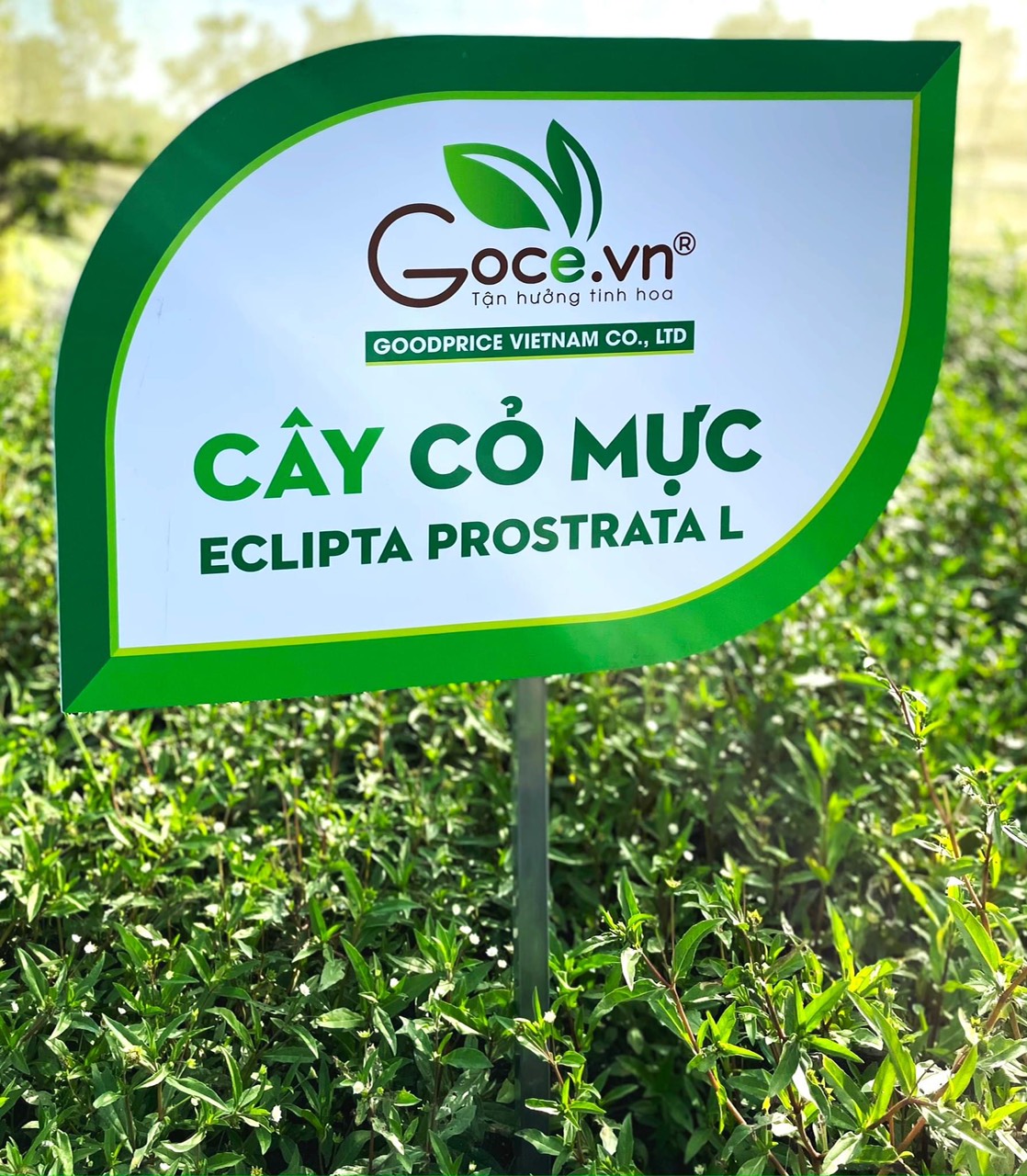 Cỏ mực khô Goce - 100g