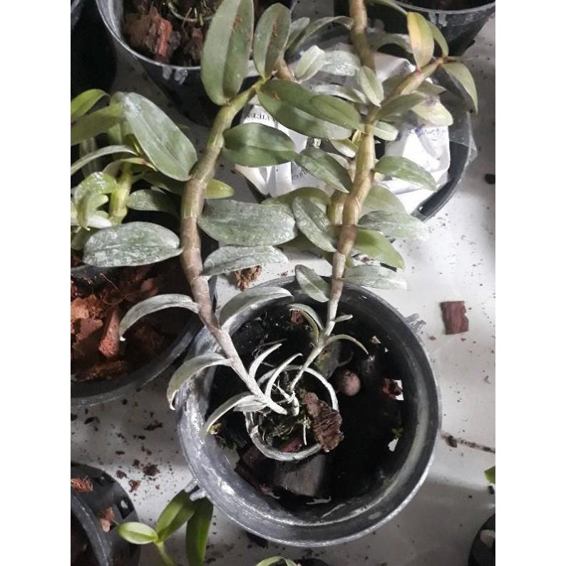 Hoa phong lan- châu như lưỡi bệt năm 3