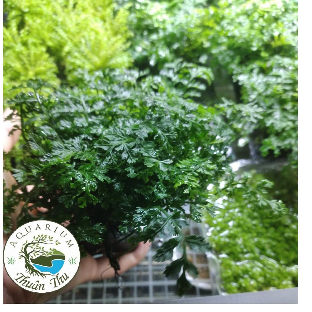 Dương Xỉ Châu Phi Mini