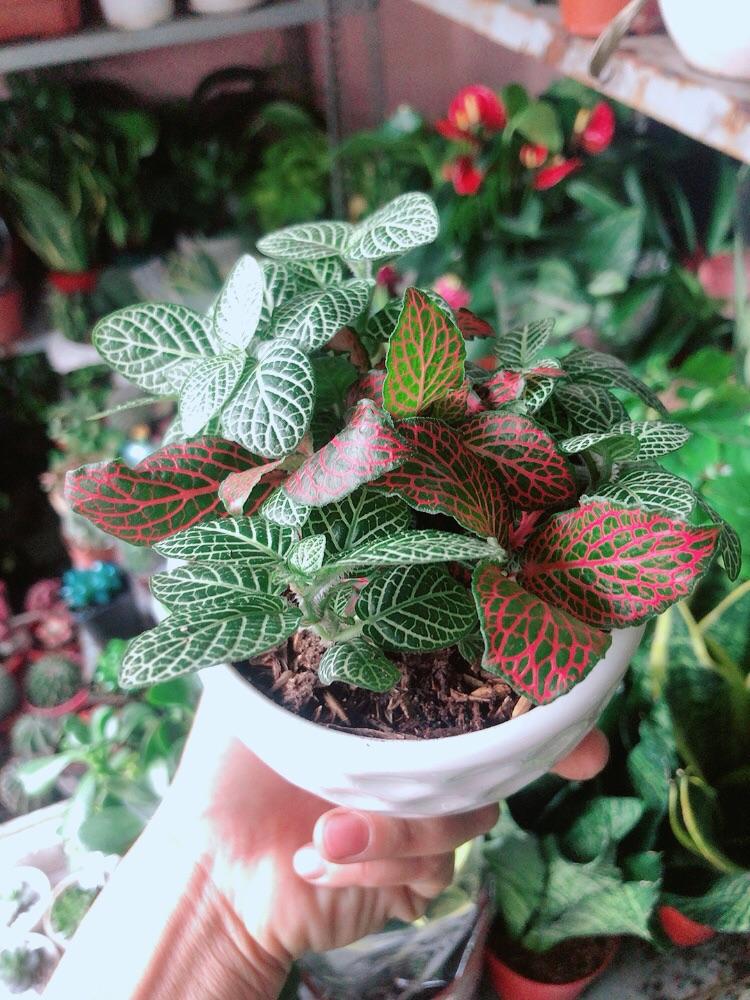 Chậu Cây Cẩm Nhung