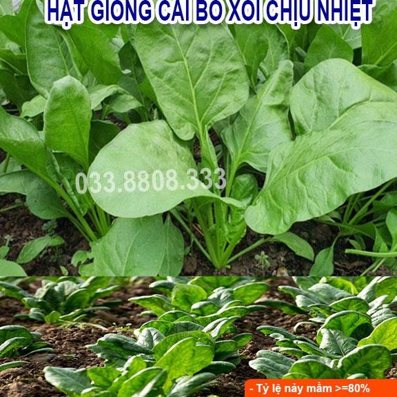 HẠT GIỐNG RAU CẢI BÓ XÔI 20G - TRỒNG RAU TẠI NHÀ