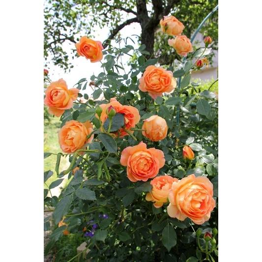 Hoa hồng leo Lady of Shalott màu cam cá - cây to trồng bịch vải