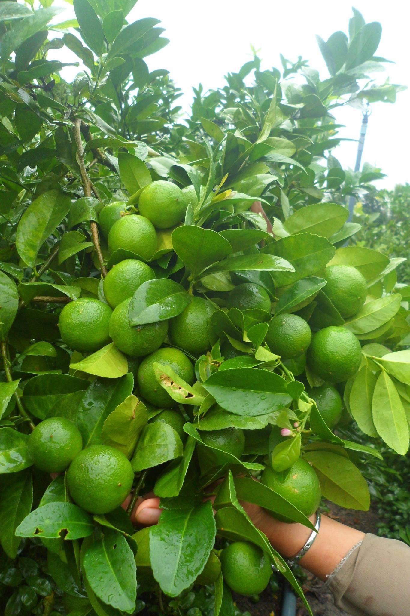 CÂY GIỐNG CHANH KHÔNG HẠT SIÊU SỚM