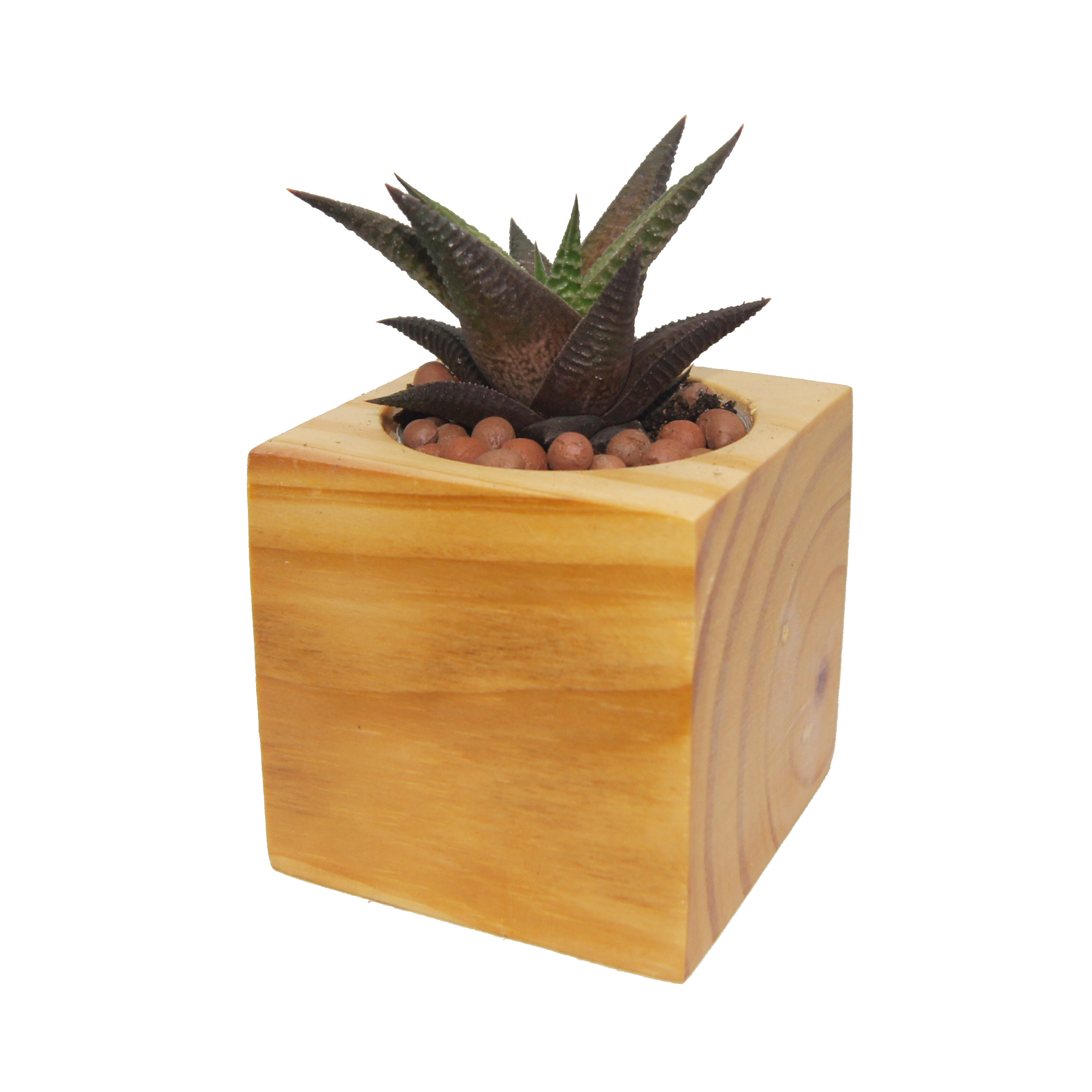 Combo 3 Chậu Trồng Cây Bằng Gỗ Nguyên khối Hình Vuông - Kích thước: 7x7cm