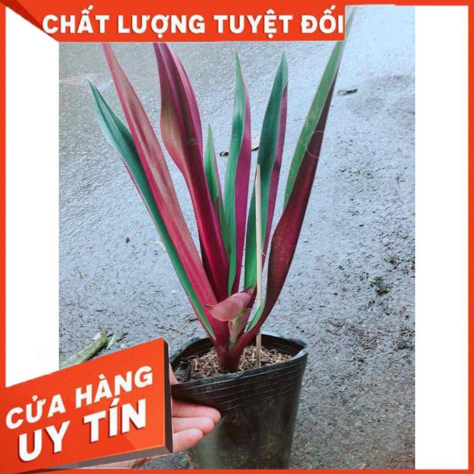 Cây Lẻ Bạn Nhiều Người Mua