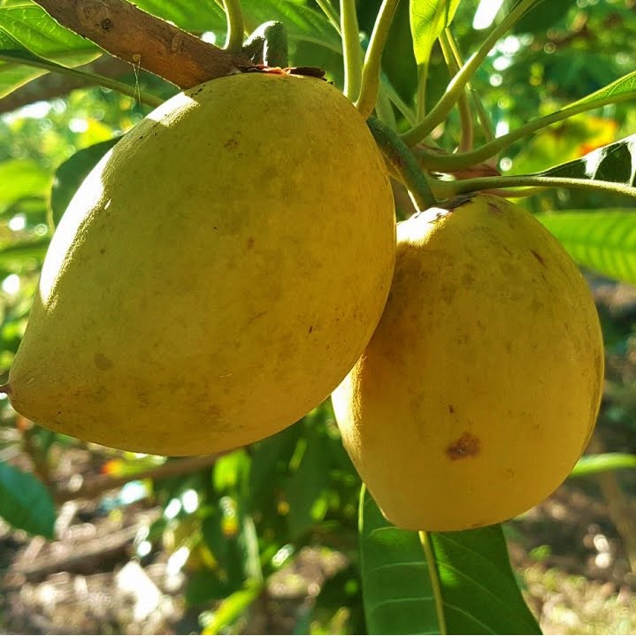 Cây Giống Lêkima