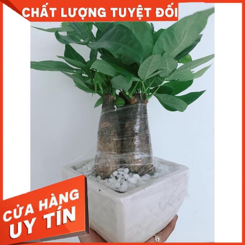 Chậu kim ngân 3 thân Nhiều Người Mua