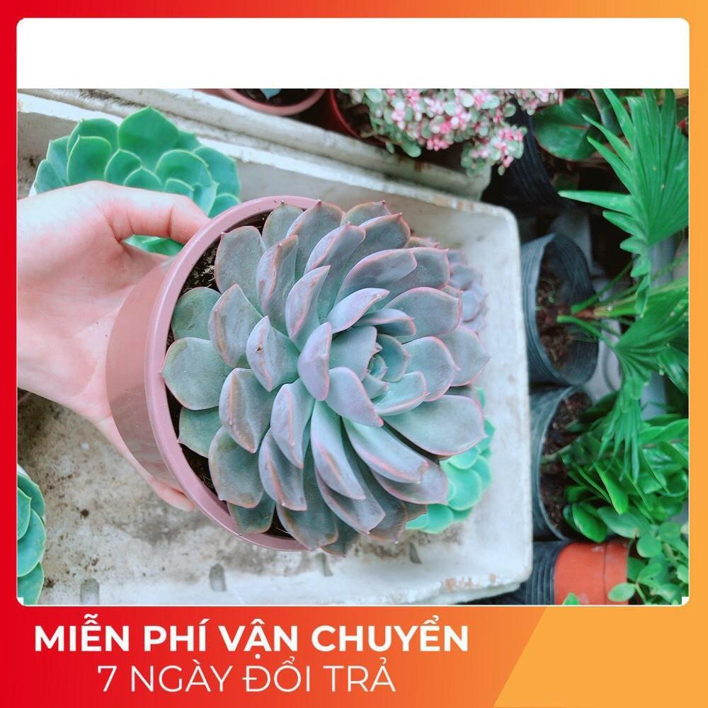 Sen Đá Tím Cánh Cứng Size Đại