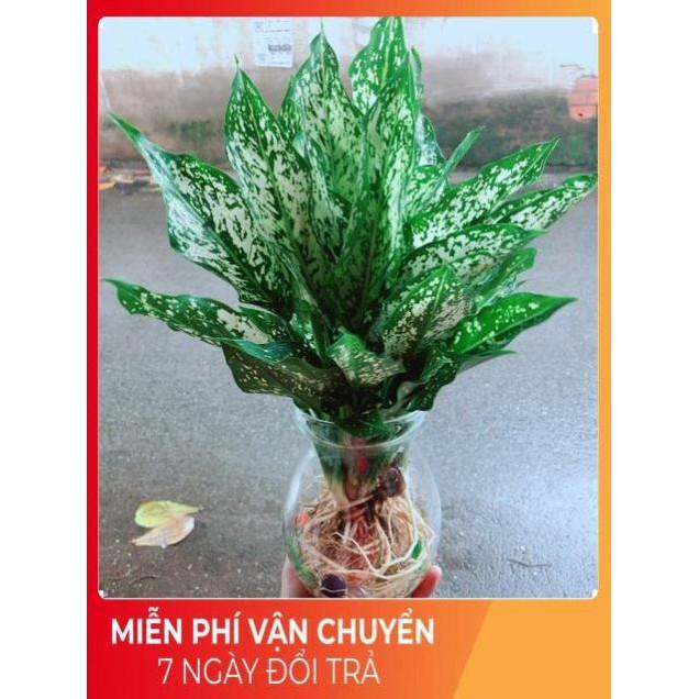 Chậu Ngọc Ngân Thuỷ Sinh