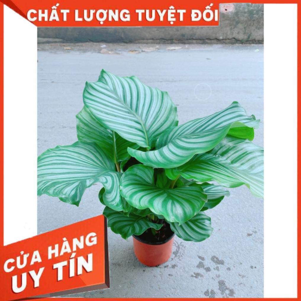 Cây Đuôi Công Táo Xanh Lá To Tròn