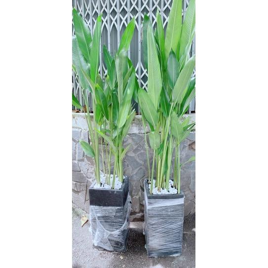 Chậu Chuối Mỏ Két Hàng Đẹp