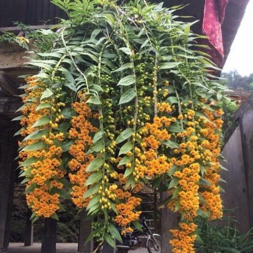 1 bảng  lan phi điệp vàng rừng tây bắc hàng thuần siêu to, hoa siêu đẹp