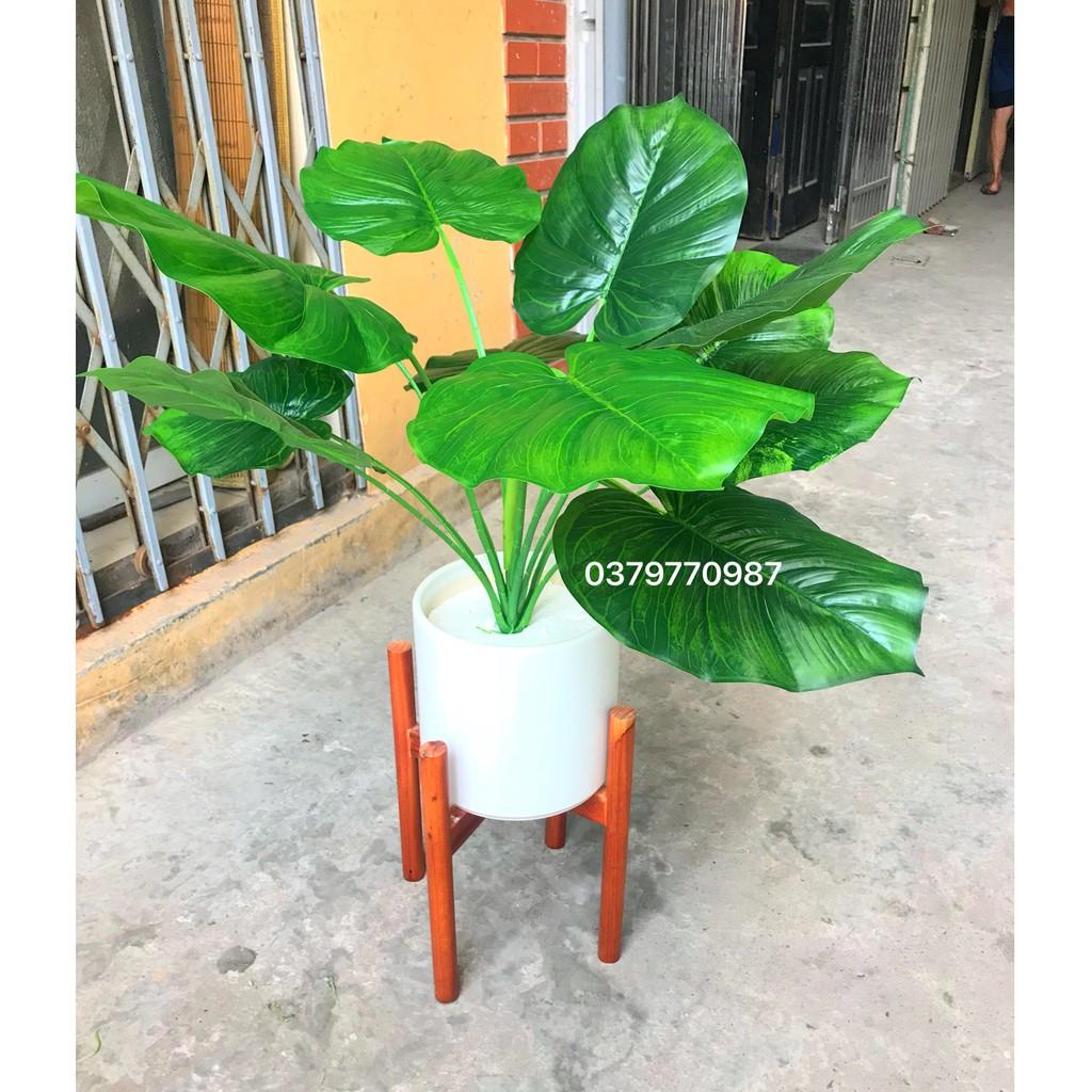 Trầu bà lá tròn
