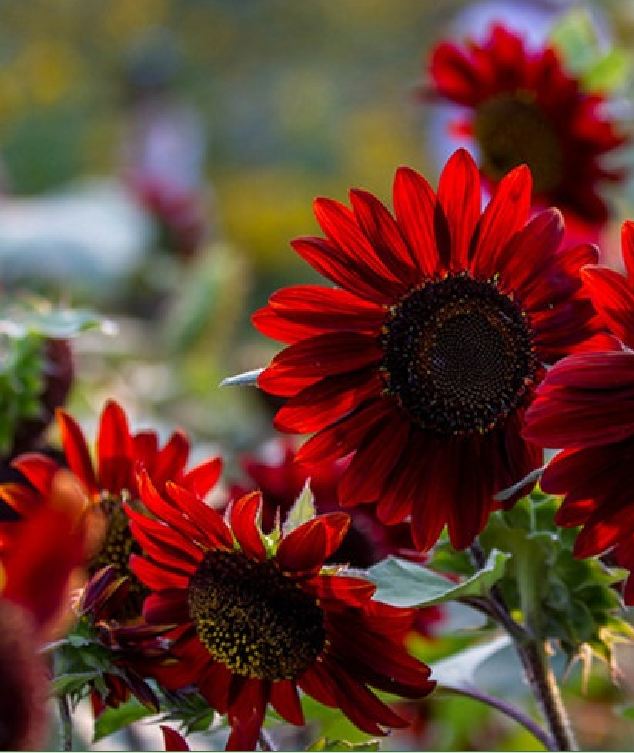 Hạt giống hoa hướng dương hoa đỏ - Gói 10 hạt