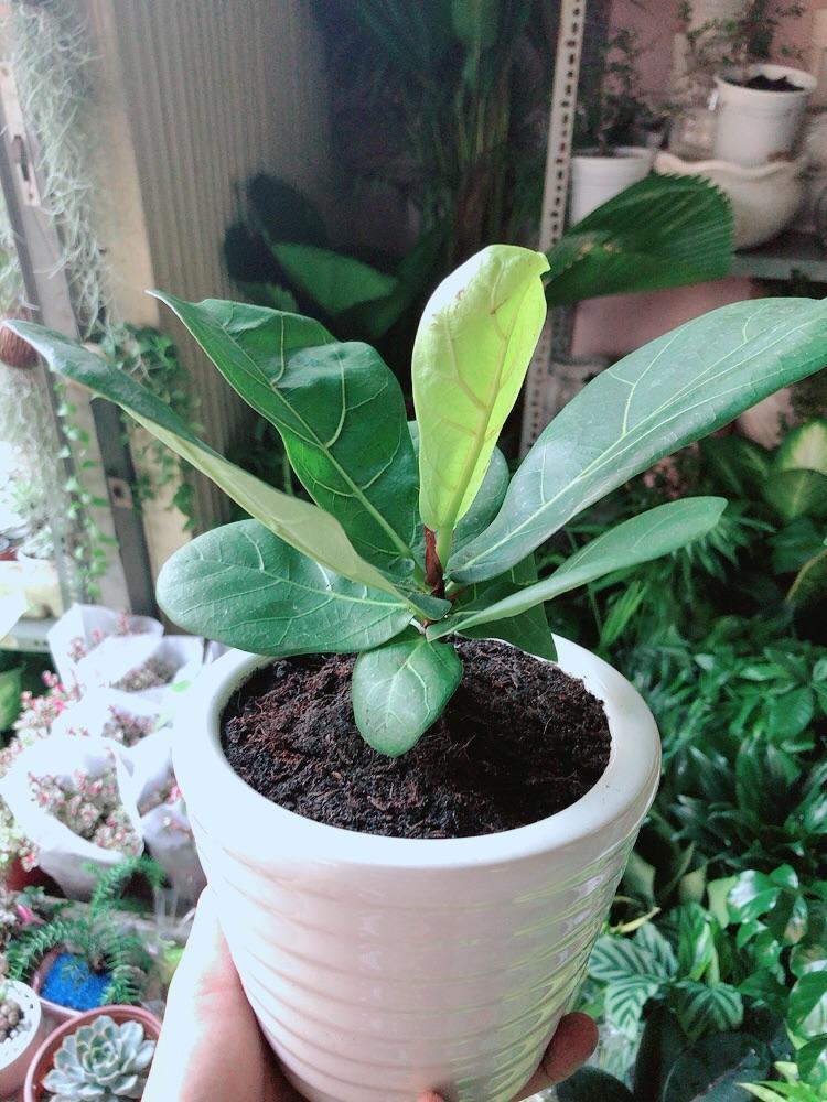 Chậu Cây Bàng Singapore