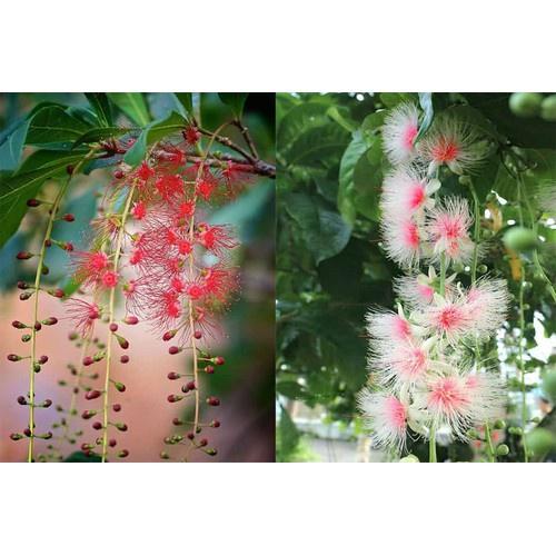 CÂY GIỐNG CÂY LỘC VỪNG
