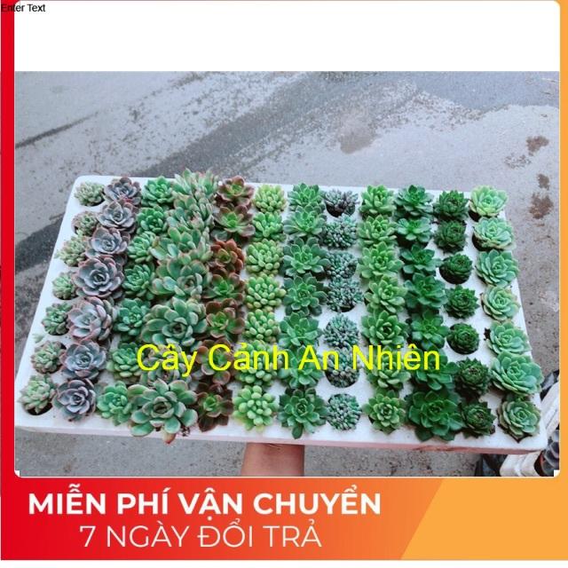 Combo 12 cây sen đá