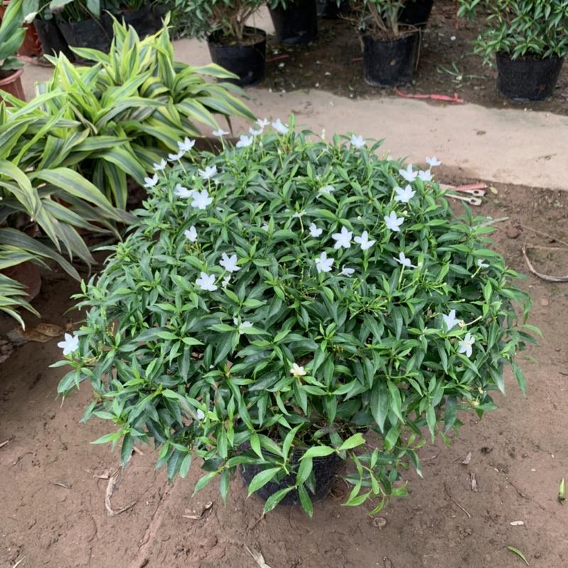 Cây mai vạn phúc bán kính 35-45cm, cây hoa tạo dáng tròn đẹp mắt, trồng trang trí cảnh quan sân vườn