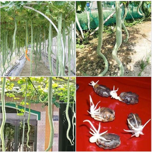 Hạt giống mướp rắn  quả dài - 5 hạt/gói