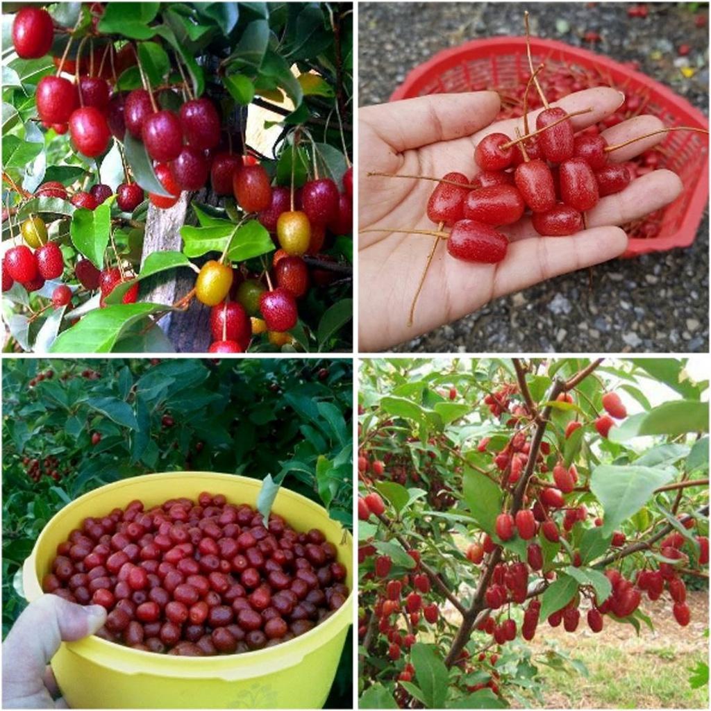 CÂY GIỐNG NHÓT NGỌT 1 năm tuổi. *