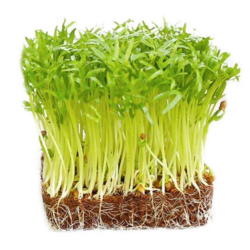 Hạt giống Rau Mầm Rau Muống, đóng gói 50-100gr