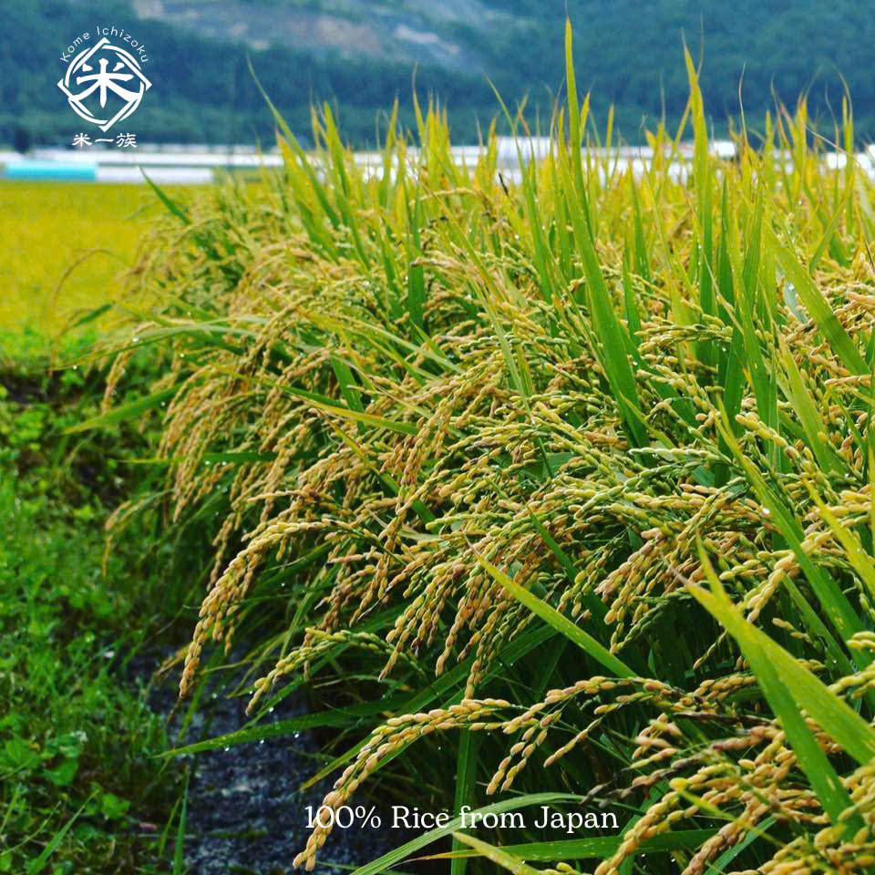 GẠO NHẬT NHẬP KHẨU HOKKAIDO SANSANMARU - GẠO TRẮNG , GẠO XÁT DỐI - HOKKAIDO SANSANMARU - KOME ICHIZOKU