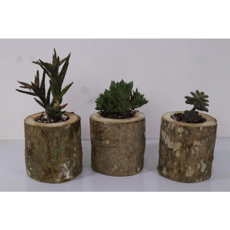 Chậu gỗ tròn trồng sen đá