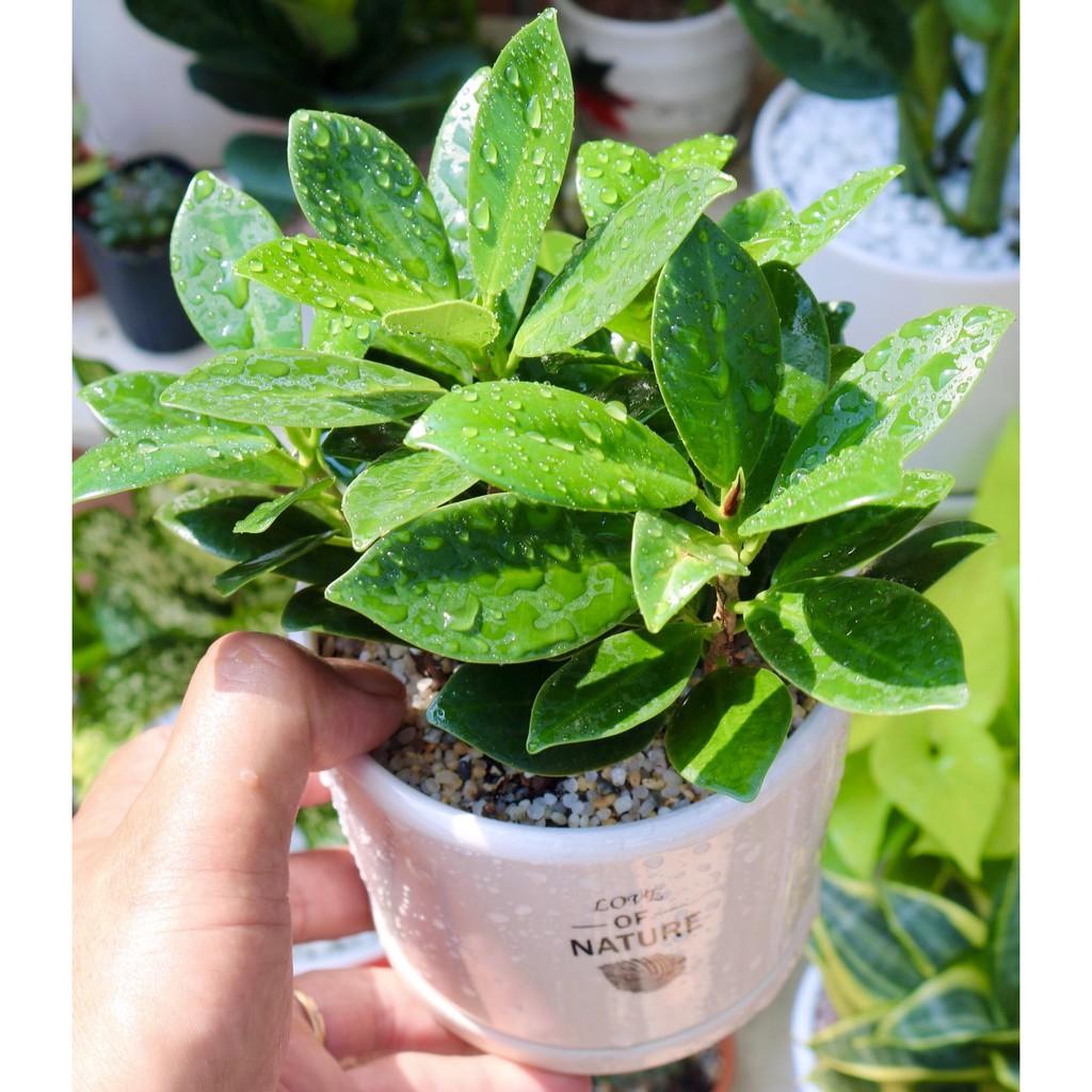 Chậu sứ cây Si thân Sâm tặng kèm đá trang trí