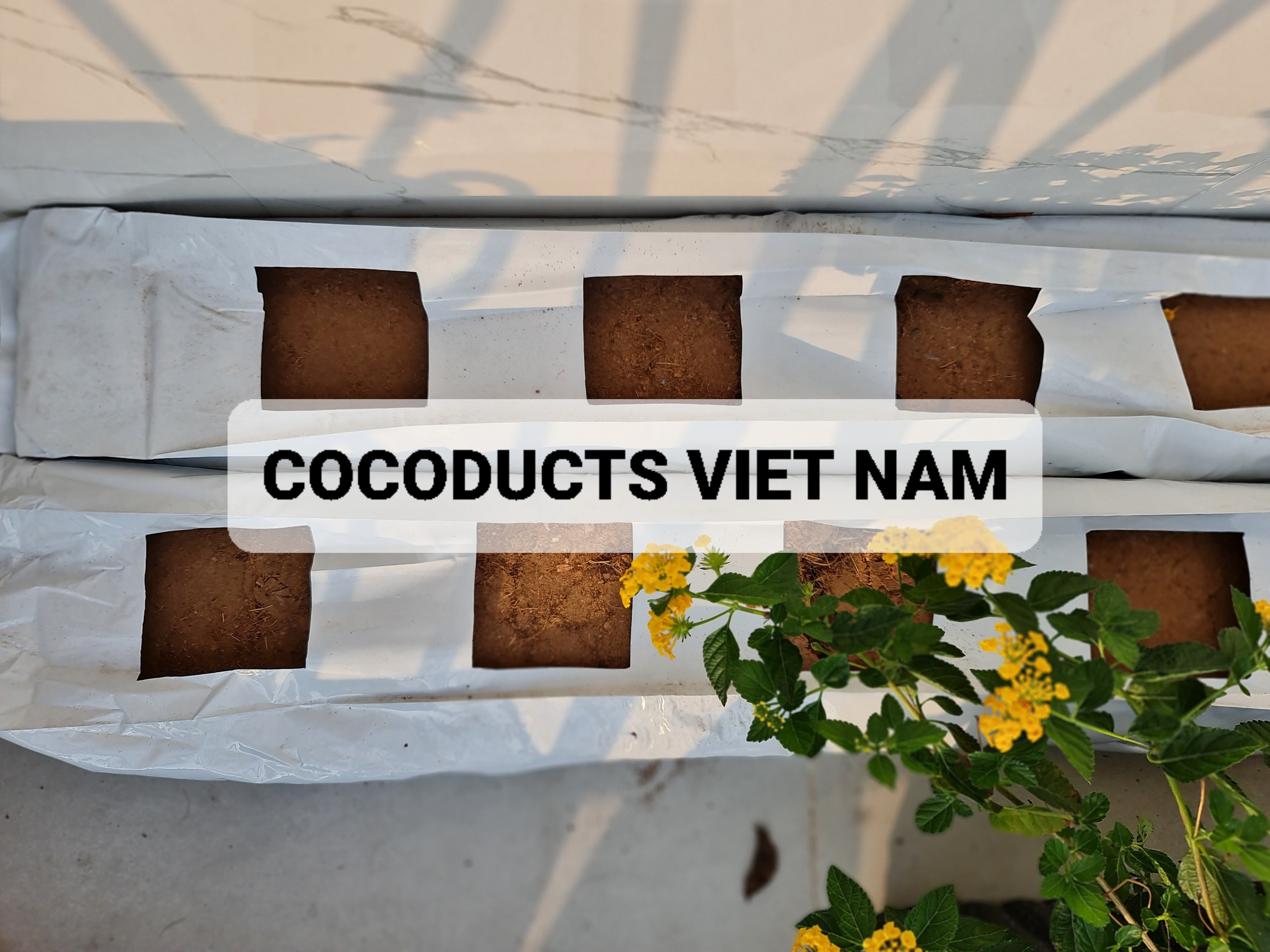 Mụn dừa ép thẻ