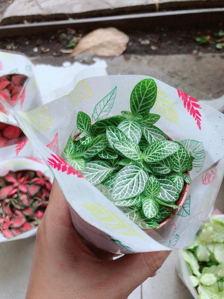 Lá Cẩm Nhung Xanh Nhạt