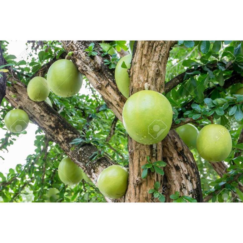CÂY GIỐNG CÂY ĐÀO TIÊN , CAM KẾT CHUẨN GIỐNG