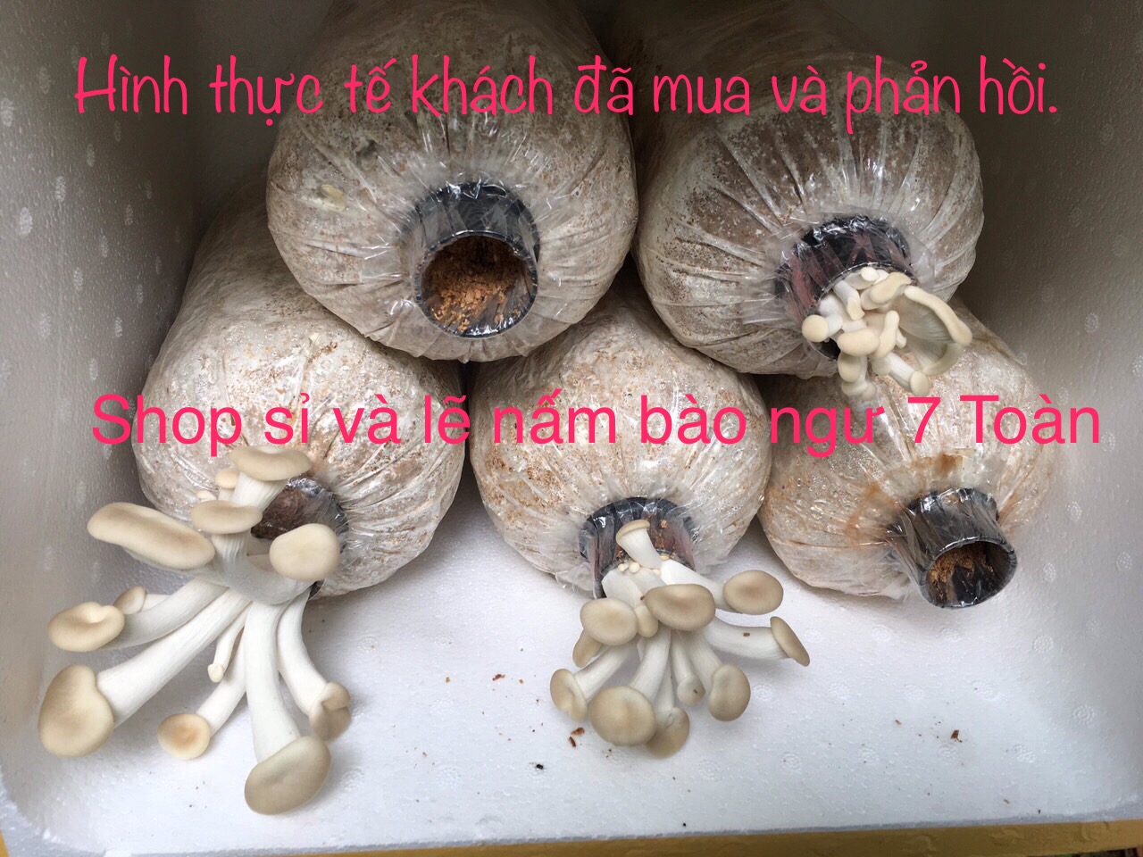 Combo 5 phôi nấm bào ngư từ trại giống