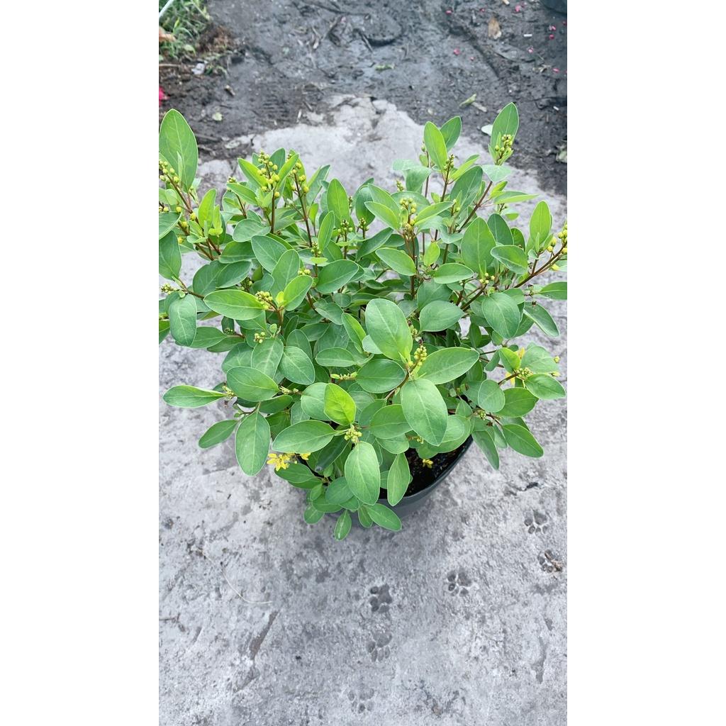 Cây Kim Đồng Vàng