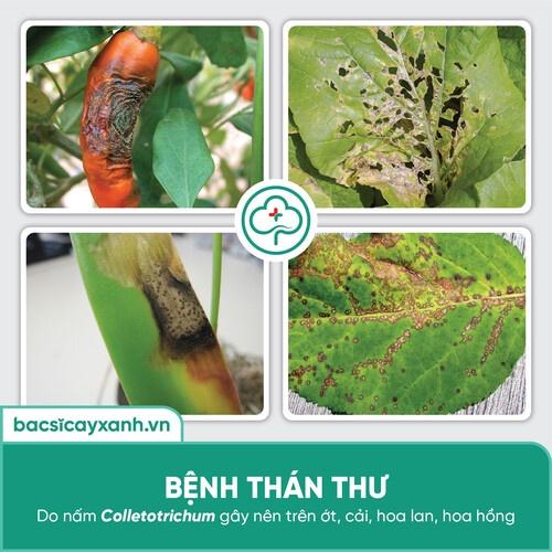 Chế phẩm trị thán thư, thối trái, héo rũ, chết cây con, phòng ngừa nấm bệnh BS01 Chaetomium 200ml NSX Bacsicayxanh