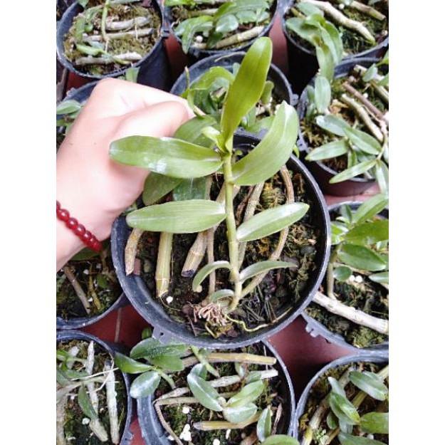 Hoa phong lan phi điệp ươm kie+ 700g phân thỏ hữu cơ