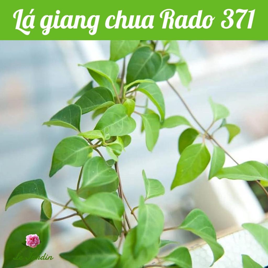 Hạt giống Lá Giang (Rado 371) gói 5h - Dễ trồng