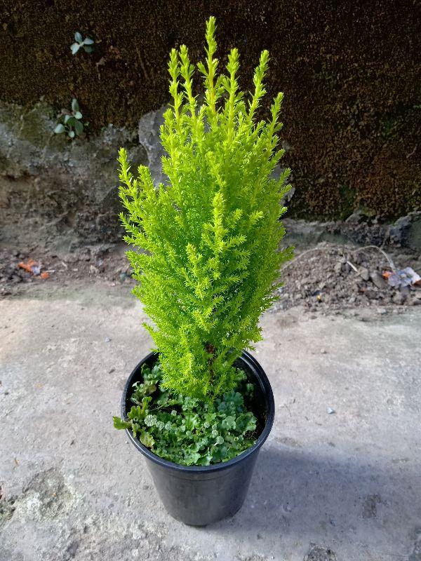 Cây tùng thơm 40 đến 60cm cây đẹp chuẩn giống