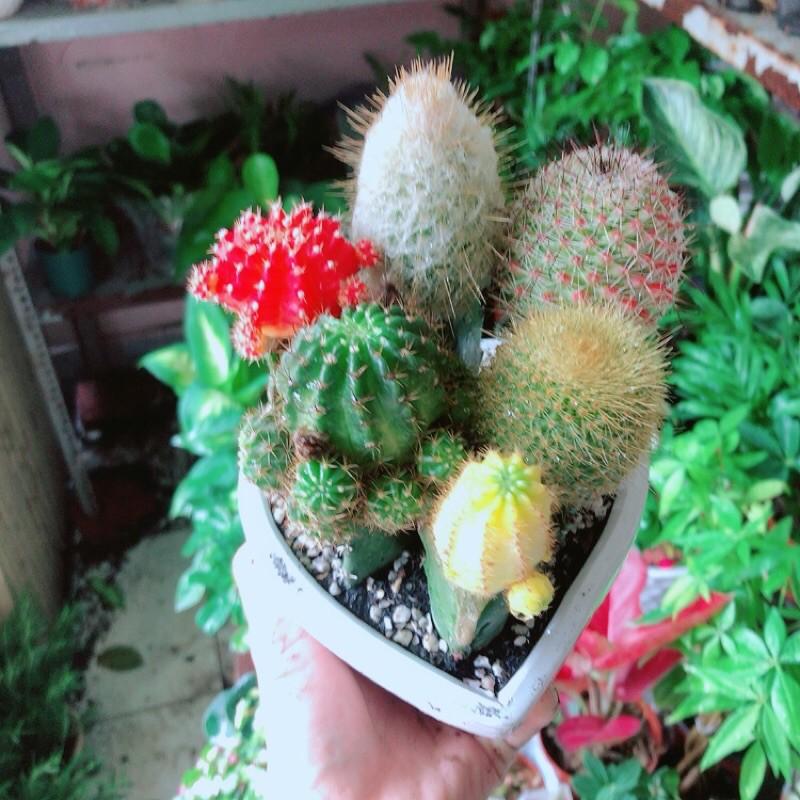 Chậu Xương Rồng Tiểu Cảnh