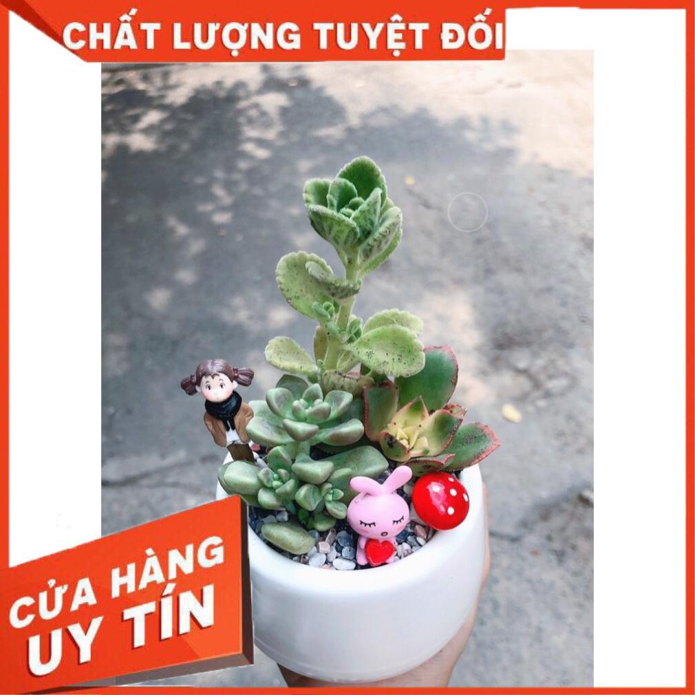 Chậu sen đá tiểu cảnh
