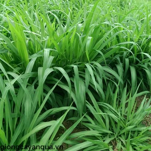 Hạt Giống Cỏ Chăn Nuôi, Cỏ Voi, Cỏ Xả -