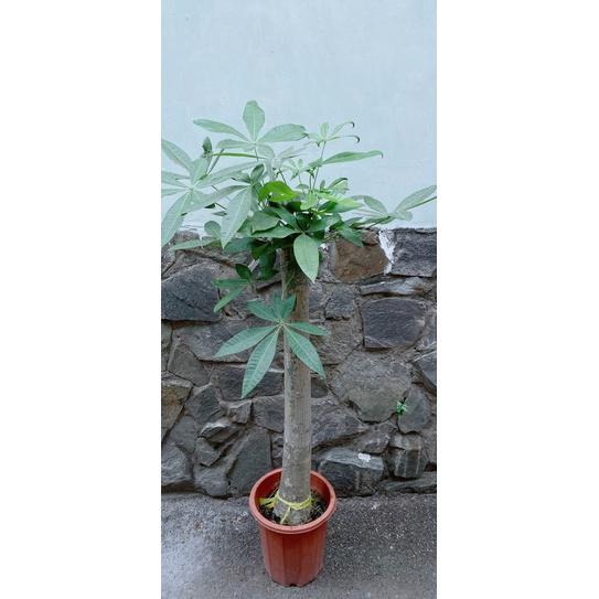 Kim Ngân 1 Thân Lớn