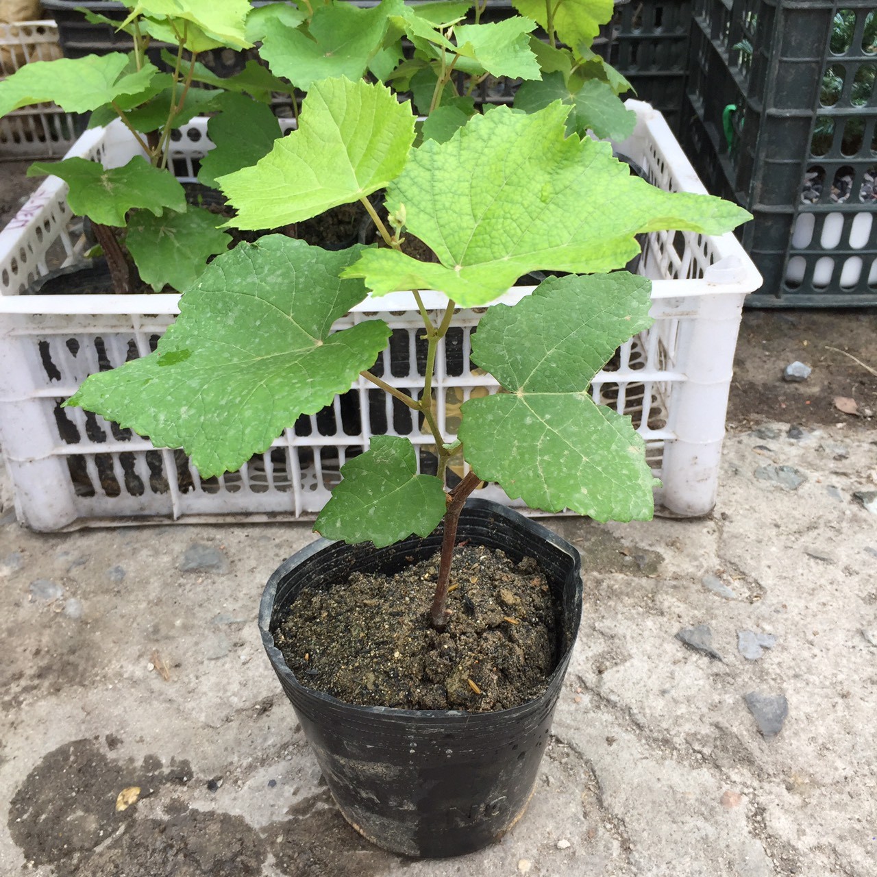 Cây Giống Nho Giống Ngón Tay.