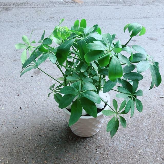 Chậu Cây Ngũ Gia Bì Đuổi Muỗi Tốt